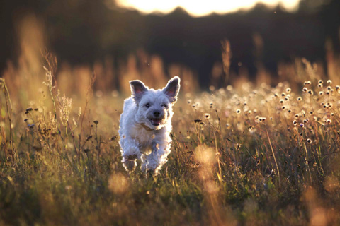 Rennender Hund im Sonnenuntergang, Brandenburg